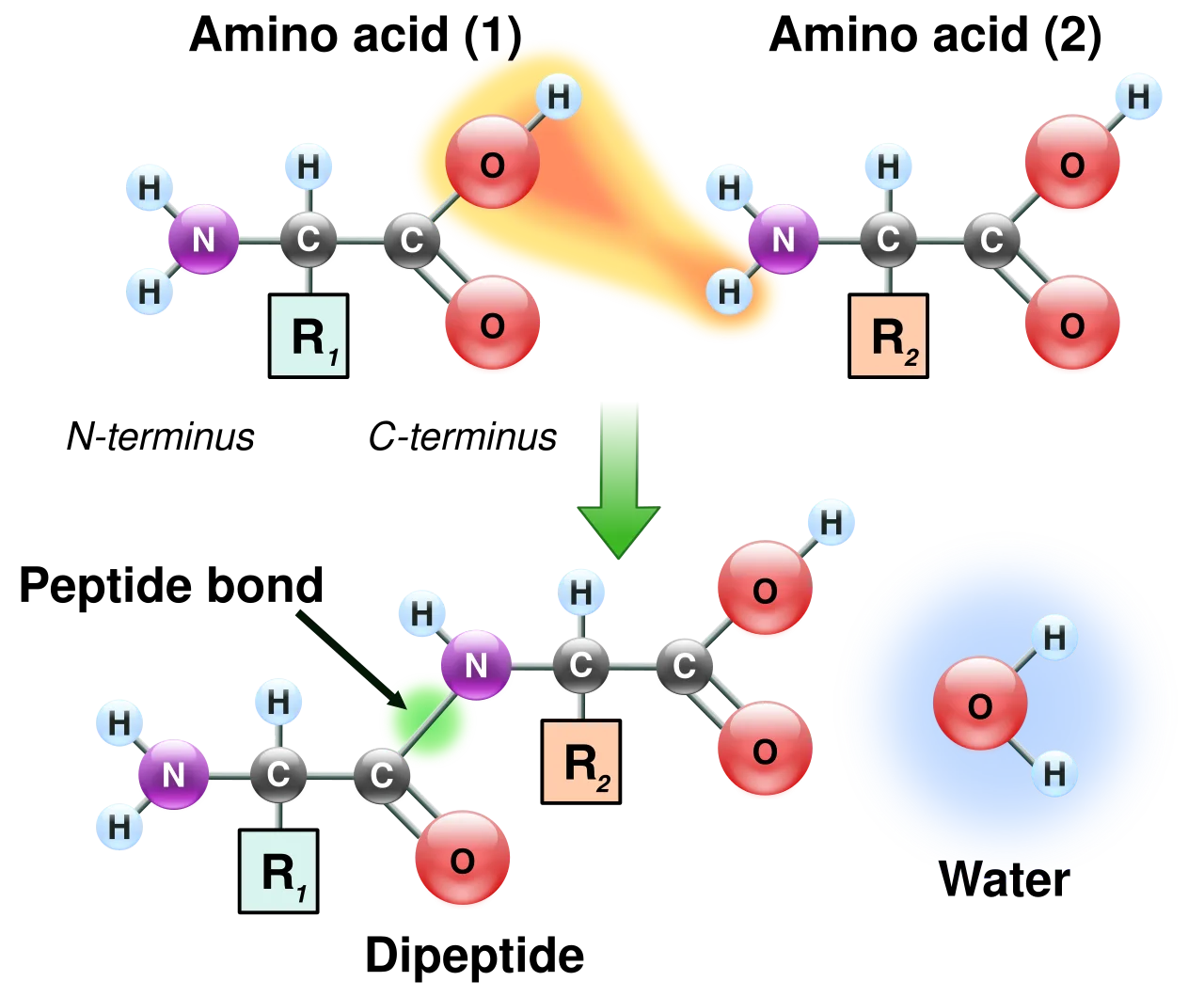 Diagram of a chemical reaction, with a water molecule highlighted.