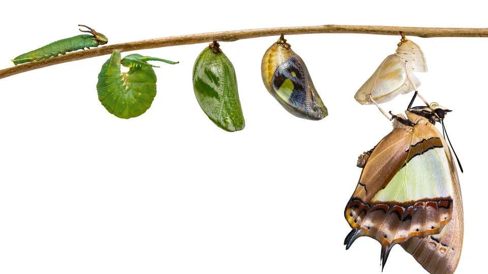 Isolated transformaion of common nawab butterfly ( Polyura athamas )  emerged from caterpillar and chrysalis , metamorphosis , growth , life cycle hanging on twig
