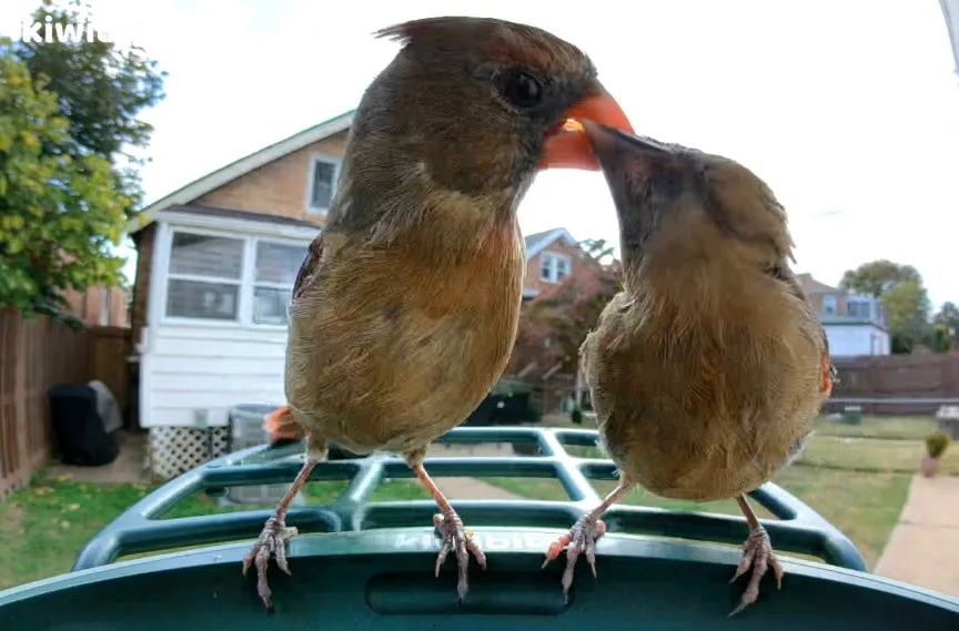 Two birds perched on a bird feeder and feeding each other